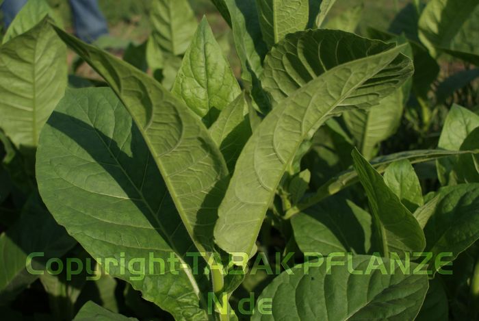 4 Vinales Tabakpflanzen original Vinales, Kuba Nicotiana tabacum