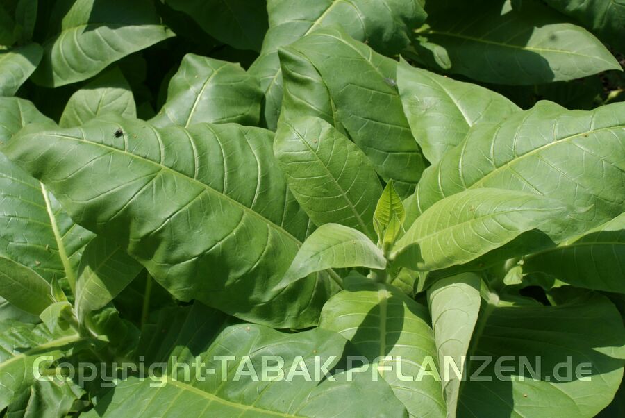 4 Tabakpflanzen Adonis Nicotiana tabacum