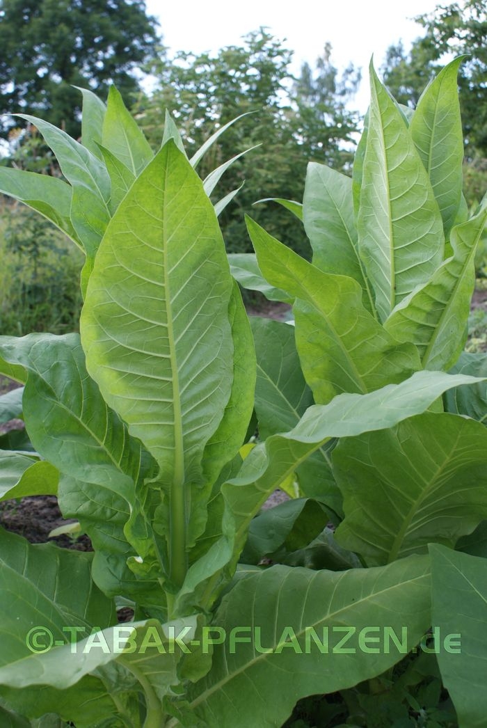 4 Tabakpflanzen Burley Panama Jungpflanzen