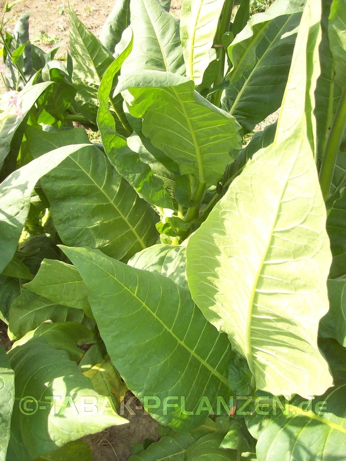 7 Tabakpflanzen, Jungpflanzen, Tabak Burley Nicotiana tabacum