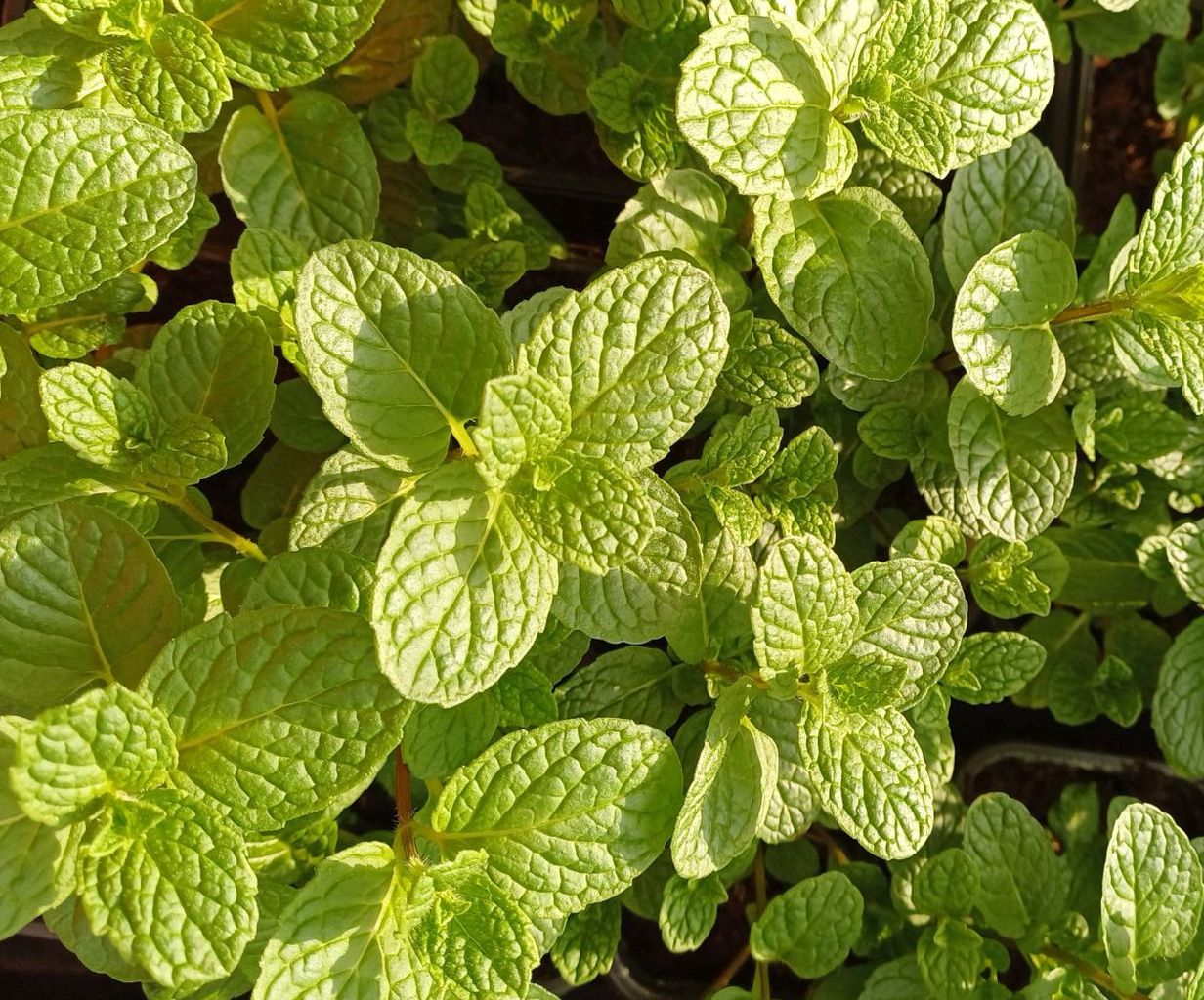 Cubanita Pflanze (Kubanische Minze) – Frische Mojito-Minze für Garten, Balkon & Küche