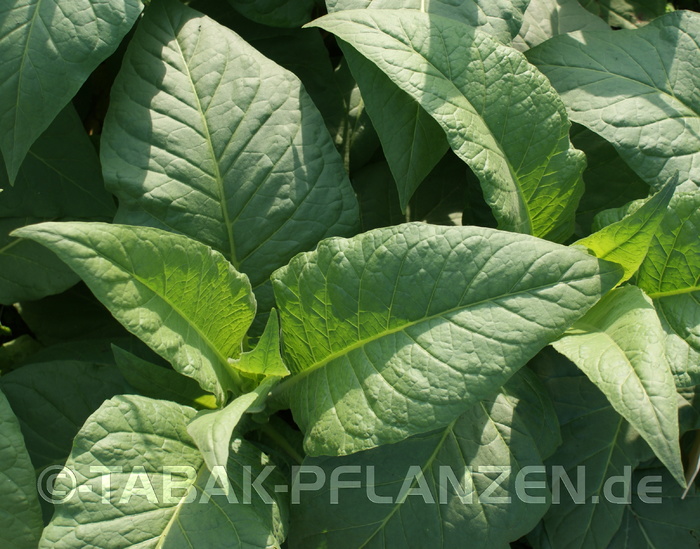 4 Tabakpflanzen, Rauchtabak, Lausitz Nicotiana tabacum