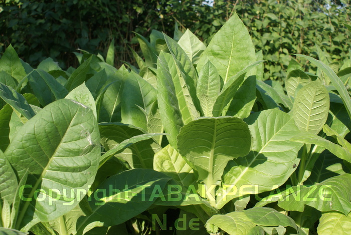 4 Tabakpflanzen Maryland Nicotiana tabacum