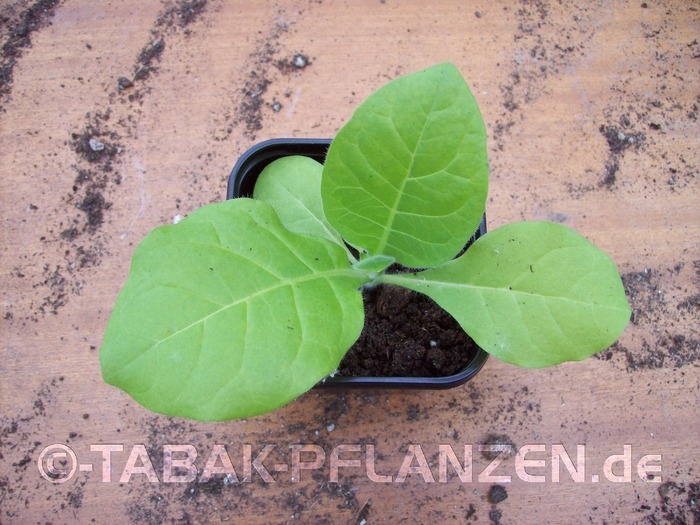 7 Tabakpflanzen, Jungpflanzen, Tabak Badischer Geudertheimer Nic