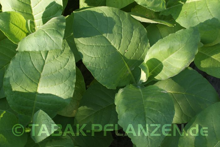 4 Tabak Pflanzen Burley Jupiter Nicotiana tabacum
