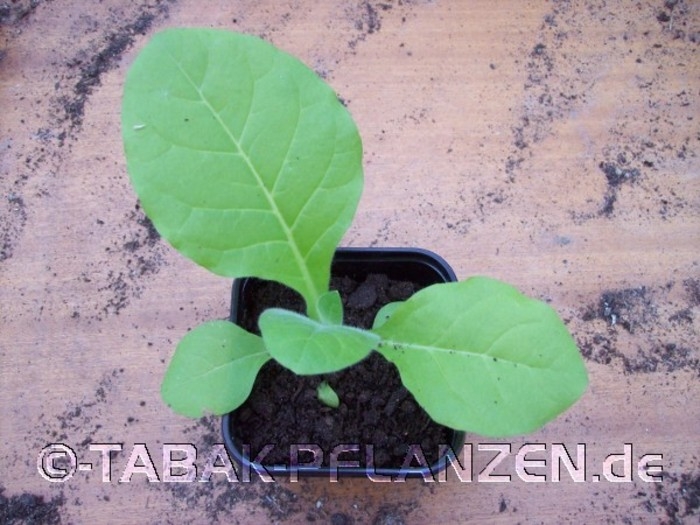 4 Tabakpflanzen Havanna Nicotiana tabacum