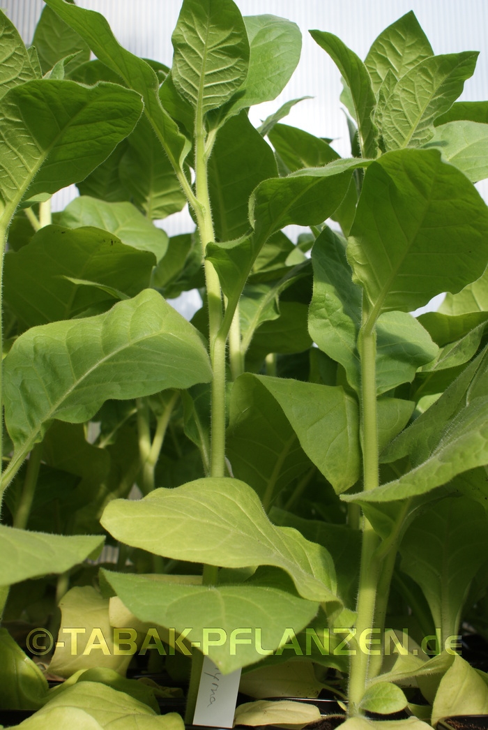 4 Tabakpflanzen, Rauchtabak Tabak Pflanzen Samsoun Orient Nicoti