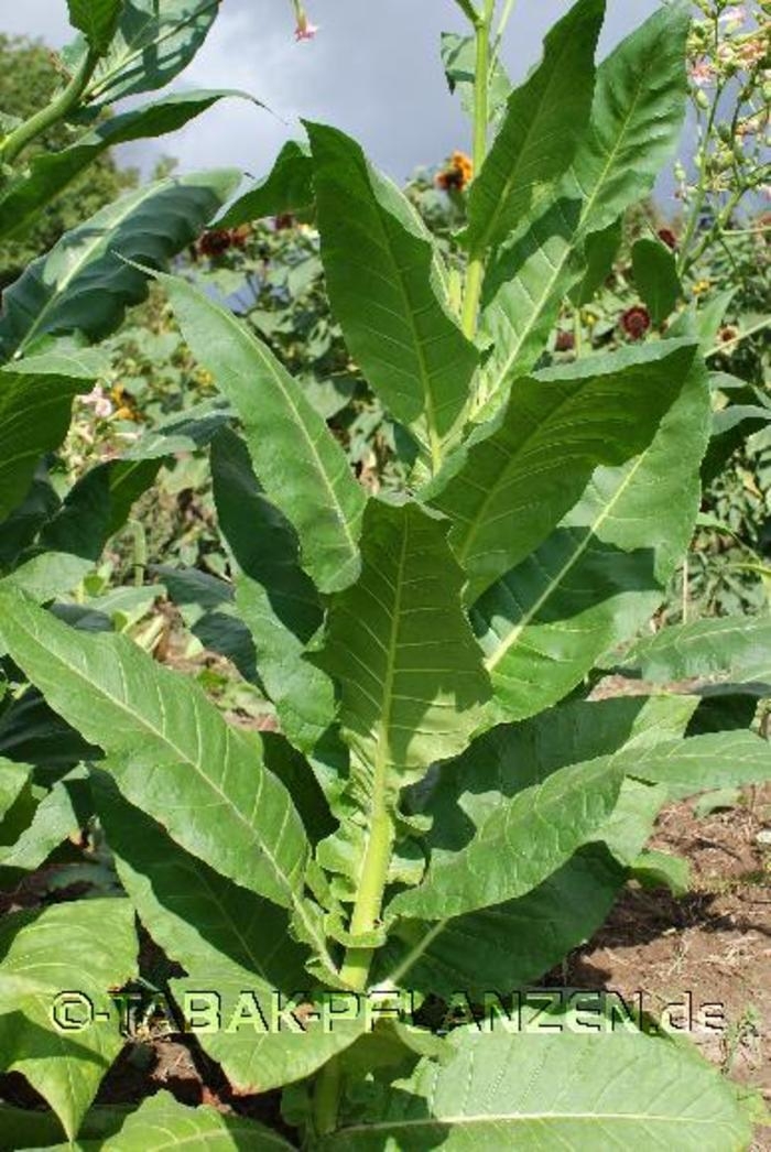 5x Echte Tabakpflanze ExotischerBlickfang,NicotianaTabacum,Rauchtabak,20cm Groß 