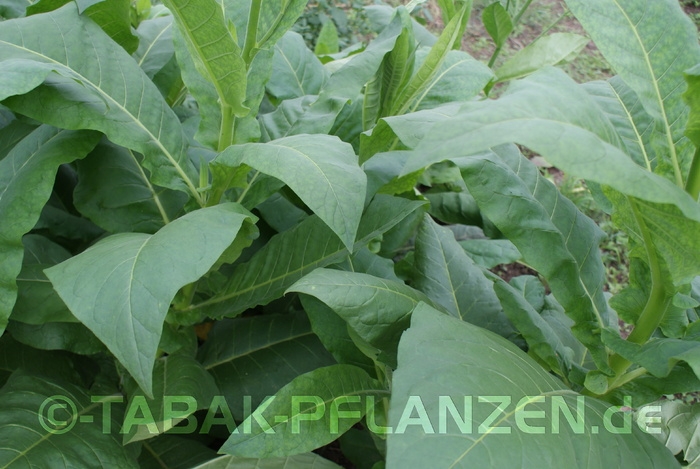 7 Tabakpflanzen, Tabak Adonis  Nicotiana tabacum, 6 Jungpflanzen