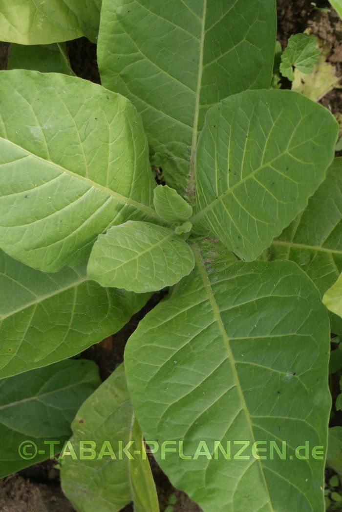4 Tabakpflanzen Bergtabak, Waldtabak, Nicotiana sylvestris, Aus